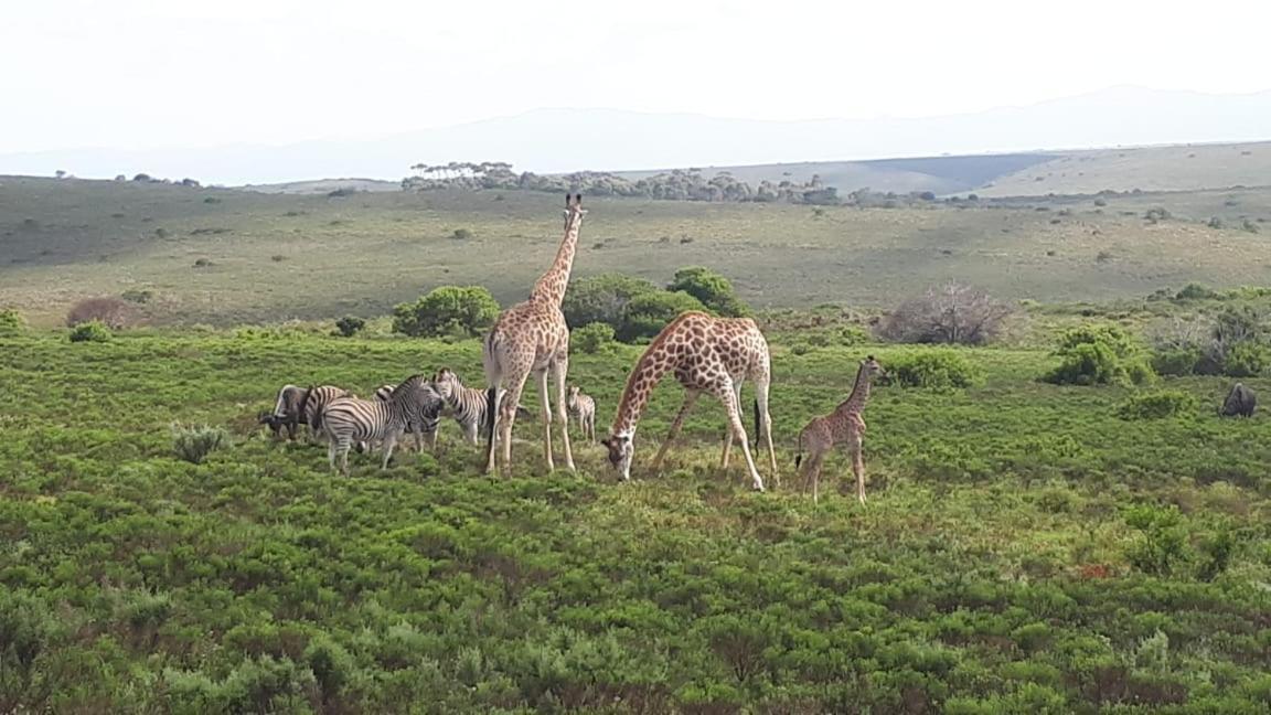 Fijnbosch Game Lodge Jeffreys Bay Bagian luar foto